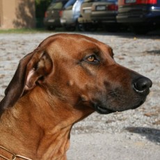 2008 10 18 Teamtest klein 0014