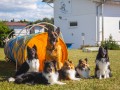 Jogis Hundeschule 066