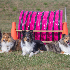shelties1 2 1200